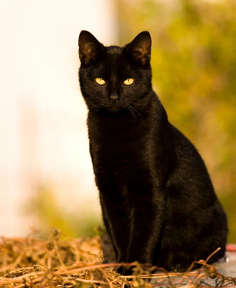 image: black-cat